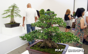 bonsai