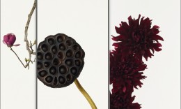 takashi tomo-oka Three works by Takashi Tomo-oka (from left): “Magnolia,” 2011. Digital photograph printed on washi and mounted on scroll. Courtesy of Ippodo Gallery. © Takashi Tomo-oka; “Lotus 3,” 2011. Digital photograph printed on washi and mounted on scroll. Courtesy of Ippodo Gallery. © Takashi Tomo-oka; “Dahlia,” 2010. Digital photograph printed on washi and mounted on scroll. Courtesy of Ippodo Gallery. © Takashi Tomo-oka